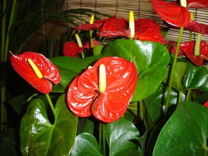 新春佳節(jié)花意濃 中國科學(xué)院春節(jié)禮品花卉展引領(lǐng)健康消費(fèi)新風(fēng)尚