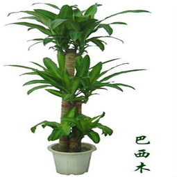 精致之選 國產(chǎn)巴西木（150mm盆）——綠意盎然的理想禮品花卉
